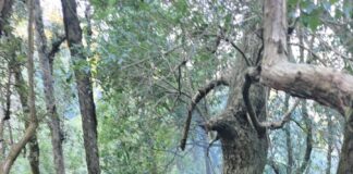 ★. पहाड़पानी में गुलदार का हमला: हेमा देवी की मौत, विधायक राम सिंह कैड़ा पीड़ित परिवार के साथ ★. सूचना मिलते ही विधायक राम सिंह कैड़ा मौके पर पहुंचे, (चन्दन सिंह बिष्ट) “स्टार खबर” पहाडपानी/धारी