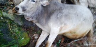 ★. कचलाकोट में बाघ ने बैल को उतारा मौत के घाट , ग्रामीणों में दहशत ★. वन विभाग से कि उचित मुआवजे व गश्त की मांग (चन्दन सिंह बिष्ट) “स्टार खबर”