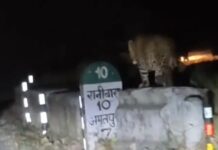 भीमताल–हल्द्वानी रोड पर गुलदार की मस्ती, राहगीर ने मोबाइल में कैद किया रोमांचक नज़ारा रानीबाग–भीमताल मार्ग पर बढ़ी वन्यजीवों की आवाजाही, स्थानीय लोग बोले—गश्त बढ़ाए वन विभाग (चन्दन सिंह बिष्ट) “स्टार खबर’