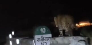 भीमताल–हल्द्वानी रोड पर गुलदार की मस्ती, राहगीर ने मोबाइल में कैद किया रोमांचक नज़ारा रानीबाग–भीमताल मार्ग पर बढ़ी वन्यजीवों की आवाजाही, स्थानीय लोग बोले—गश्त बढ़ाए वन विभाग (चन्दन सिंह बिष्ट) “स्टार खबर’