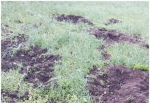 ★. खेतों में सूअरों का राज, कई एकड़ फसल बर्बाद ★. ओखलकांडा के ढोलीगांव (तल्ली डनसीली) में किसानों पर दोहरी मार (चन्दन सिंह बिष्ट) “स्टार खबर” ओखलकांडा,/भीमताल