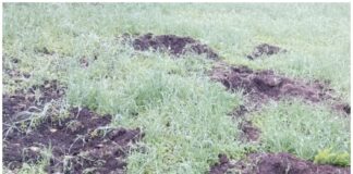 ★. खेतों में सूअरों का राज, कई एकड़ फसल बर्बाद ★. ओखलकांडा के ढोलीगांव (तल्ली डनसीली) में किसानों पर दोहरी मार (चन्दन सिंह बिष्ट) “स्टार खबर” ओखलकांडा,/भीमताल