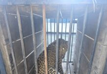 धारी में दहशत बना गुलदार पिंजरे में कैद, ग्रामीणों ने ली राहत की सांस… रिपोर्ट- (सुनील भारती) “स्टार खबर ” नैनीताल..