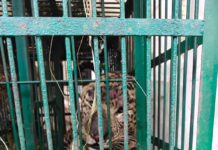 नैनीताल: ग्रामीण क्षेत्र के पास घूम रहे गुलदार को वन विभाग ने पकड़ा… बच्चों व ग्रामीणों की सुरक्षा चिंता का विषय… रिपोर्ट- (सुनील भारती ) “स्टार खबर” नैनीताल…