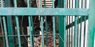 नैनीताल: ग्रामीण क्षेत्र के पास घूम रहे गुलदार को वन विभाग ने पकड़ा… बच्चों व ग्रामीणों की सुरक्षा चिंता का विषय… रिपोर्ट- (सुनील भारती ) “स्टार खबर” नैनीताल…