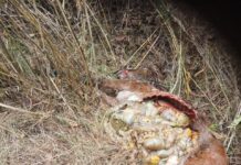 मुनस्यारी के गोल्फा गांव में बाघ का कहर, गरीब परिवार की आजीविका पर संकट.. रिपोर्ट- (सुनील भारती) “स्टार खबर” नैनीताल…