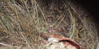 मुनस्यारी के गोल्फा गांव में बाघ का कहर, गरीब परिवार की आजीविका पर संकट.. रिपोर्ट- (सुनील भारती) “स्टार खबर” नैनीताल…