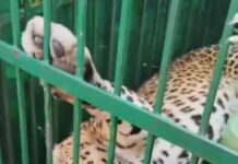 नैनीताल में आदमखोर की तलाश तेज, ओखलकांडा से पकड़ा गया पांचवां गुलदार.. रिपोर्ट- (सुनील भारती) “स्टार खबर” नैनीताल…