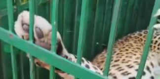 नैनीताल में आदमखोर की तलाश तेज, ओखलकांडा से पकड़ा गया पांचवां गुलदार.. रिपोर्ट- (सुनील भारती) “स्टार खबर” नैनीताल…