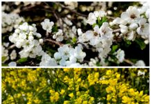 उत्तराखंड का पारंपरिक त्योहार फुलदेई… रिपोर्ट- (सुनील भारती ) “स्टार खबर” नैनीताल