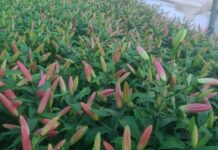 सरकारी योजना से खिला रोजगार का गुलशन, कमलेश महतोलिया ने फूलों की खेती से बदली तकदीर… धारी के युवा ने 10 नाली से शुरू कर 40 नाली तक बढ़ाया कारोबार, 10 लोगों को मिला रोजगार, प्रतिमाह 2 लाख की आमदनी… रिपोर्ट- (सुनील भारती) “स्टार खबर ” नैनीताल..