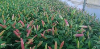 सरकारी योजना से खिला रोजगार का गुलशन, कमलेश महतोलिया ने फूलों की खेती से बदली तकदीर… धारी के युवा ने 10 नाली से शुरू कर 40 नाली तक बढ़ाया कारोबार, 10 लोगों को मिला रोजगार, प्रतिमाह 2 लाख की आमदनी… रिपोर्ट- (सुनील भारती) “स्टार खबर ” नैनीताल..