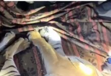 भीमताल में दहशत का कारण बना बाघ पकड़ा, वन विभाग ने किया रेस्क्यू… रिपोर्ट- (सुनील भारती ) “स्टार खबर ” नैनीताल..