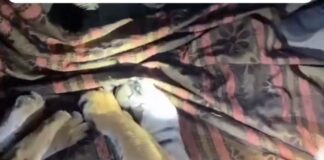 भीमताल में दहशत का कारण बना बाघ पकड़ा, वन विभाग ने किया रेस्क्यू… रिपोर्ट- (सुनील भारती ) “स्टार खबर ” नैनीताल..