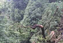 नैनीताल तेज हवा और मूसलाधार बारिश से नैनीताल में यातायात प्रभावित, ताकुला और पंगोट रोड पर गिरे पेड़… प्रशासन ने शुरू कराया पेड़ हटाने का कार्य, वीकेंड पर पर्यटकों की भारी भीड़ से बढ़ी परेशानी.. रिपोर्ट- (सुनील भारती ) “स्टार खबर” नैनीताल..
