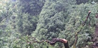 नैनीताल तेज हवा और मूसलाधार बारिश से नैनीताल में यातायात प्रभावित, ताकुला और पंगोट रोड पर गिरे पेड़… प्रशासन ने शुरू कराया पेड़ हटाने का कार्य, वीकेंड पर पर्यटकों की भारी भीड़ से बढ़ी परेशानी.. रिपोर्ट- (सुनील भारती ) “स्टार खबर” नैनीताल..