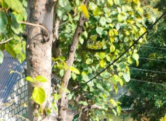 कैंची धाम दर्शन के बाद नदी में नहाना पड़ा भारी, जयपुर के छात्र की डूबने से मौत… रिपोर्ट- (सुनील भारती ) “स्टार खबर ” नैनीताल..