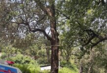 ज्योलिकोट में स्वास्थ्य विभाग का अभियान जारी.. बेलवाखान, मनोरा व तल्ला चोपड़ा में लगे शिविर, 127 लोगों की जांच; 38 के लिए गए रक्त नमूने… रिपोर्ट- (सुनील भारती ) “स्टार खबर ” नैनीताल..
