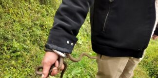 घर के दरवाजे पर सांप, मचा हड़कंप.. चिड़ियाघर के समीप कपूर लॉज में दो दिन से घूम रहा था सांप, स्नेक कैचर ने किया सुरक्षित रेस्क्यू… रिपोर्ट-(सुनील भारती ) ” स्टार खबर” नैनीताल….
